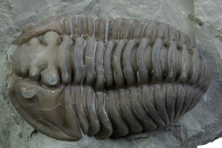 Flexicalymene Trilobite - Mt Orab, Ohio #375240